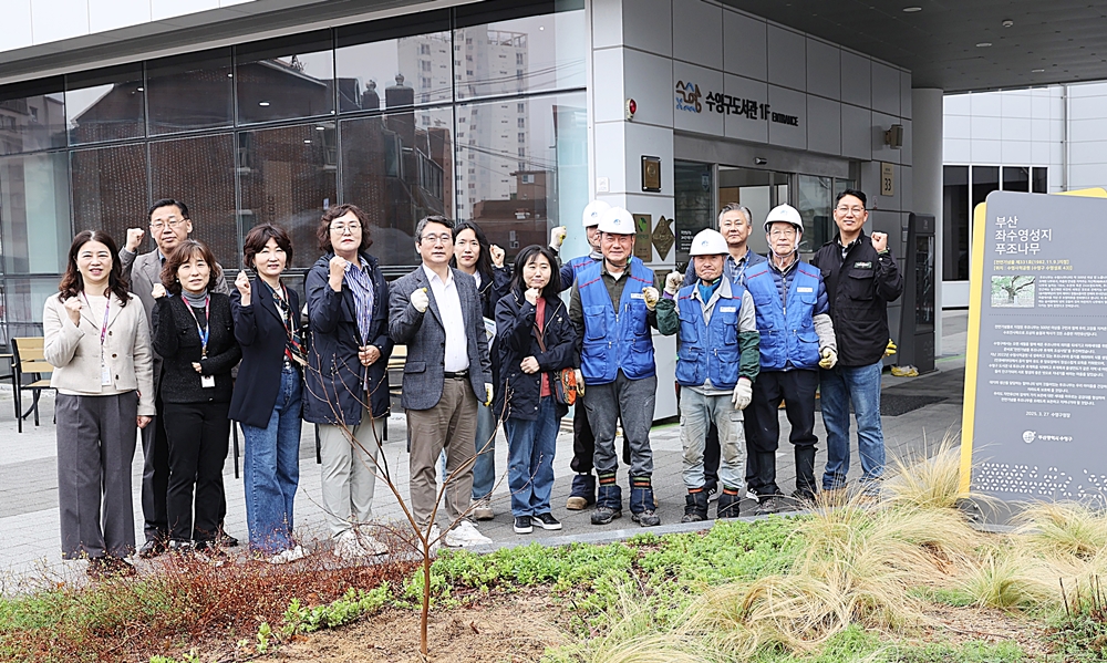 부산 좌수영성지 푸조나무 후계목 식제 사진